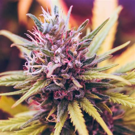 indica flower threesome|'indica flower threesome' Search .